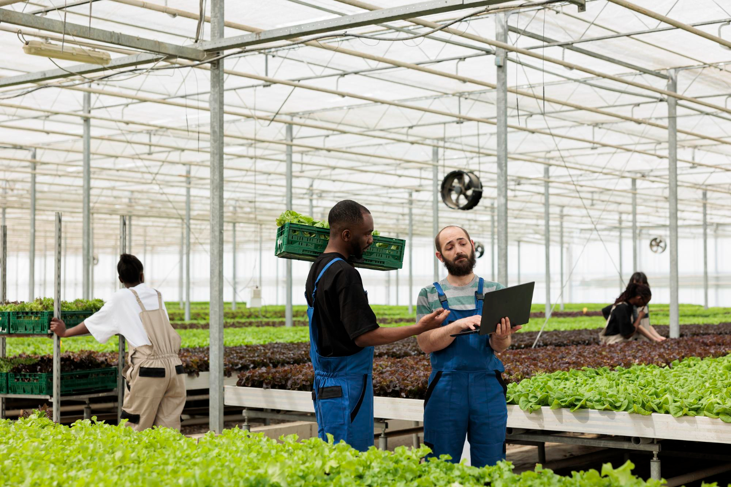 Agricultural produce prepared for business supply
