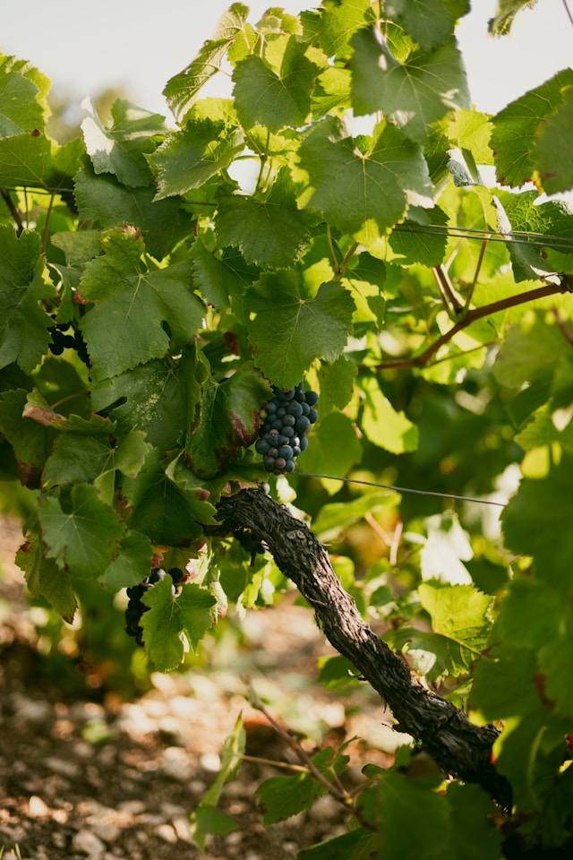 Fresh agricultural produce growing on a farm