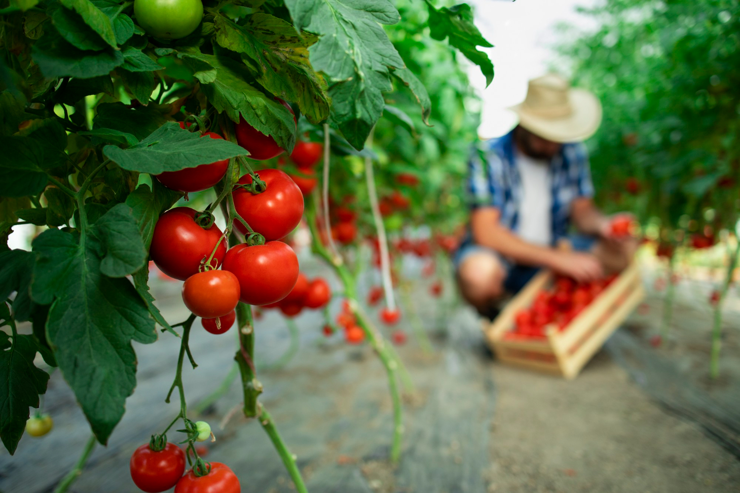FachiFarm team coordinating agricultural supply
